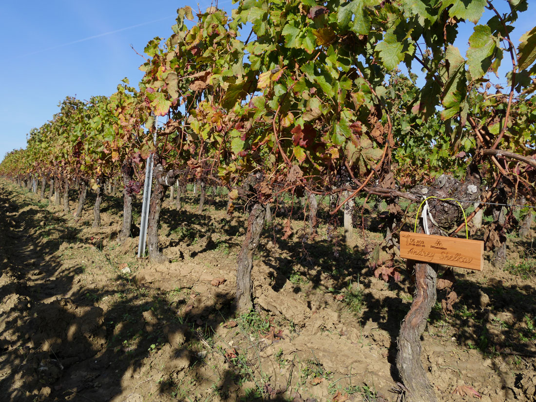 Виноградник на урожай